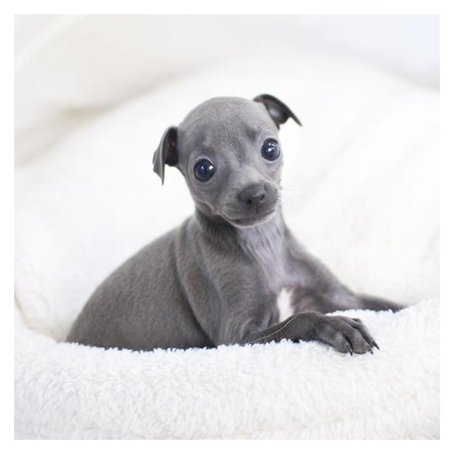 이탈리안그레이하운드분양