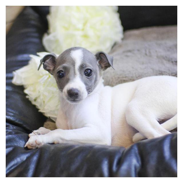 이탈리안그레이하운드분양