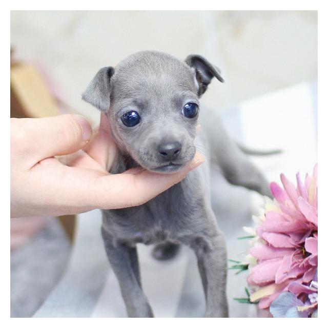 이탈리안그레이하운드 분양