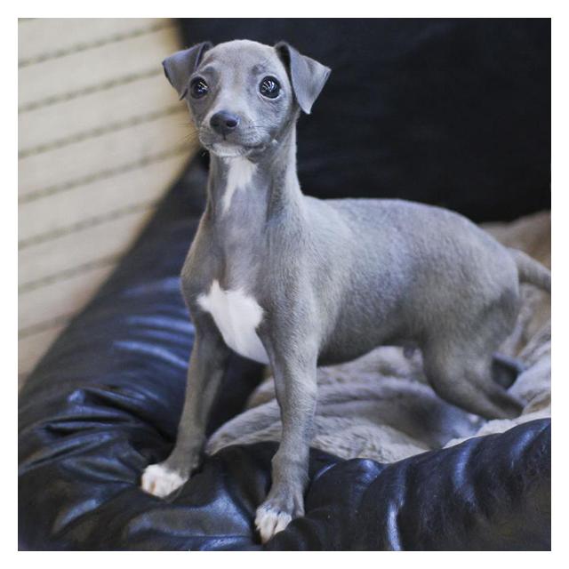 이탈리안그레이하운드분양